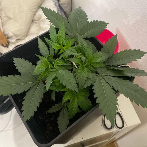 Amnesia Pro growlog timeline photo