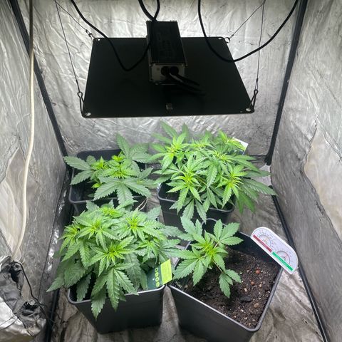 Critical + + growlog timeline photo