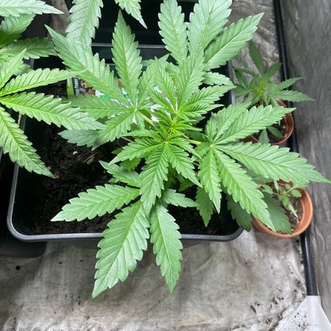 Critical + + growlog timeline photo