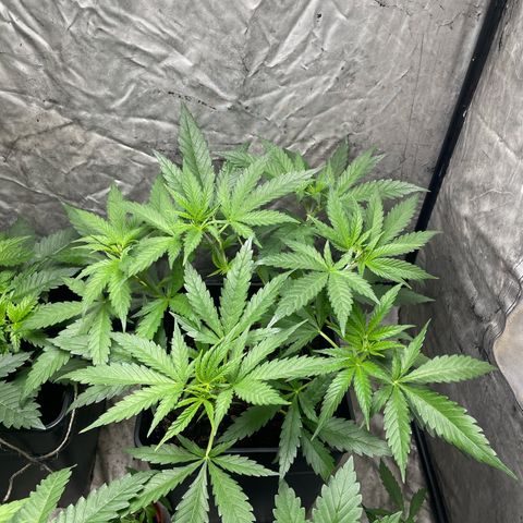 Lemon Cream Kush growlog timeline photo