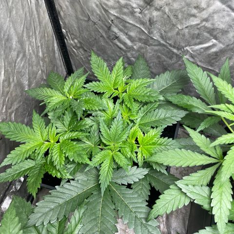 Amnesia Pro growlog timeline photo