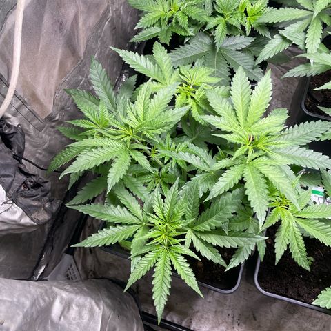 Mega Power Plant growlog timeline photo
