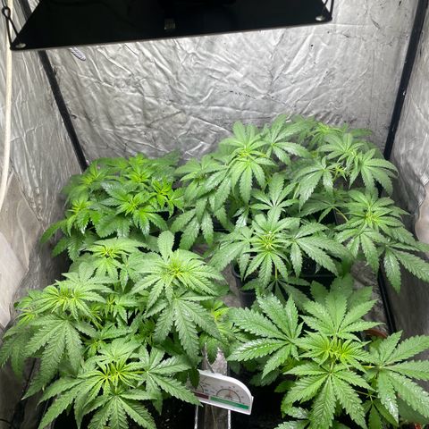 Critical + + growlog timeline photo