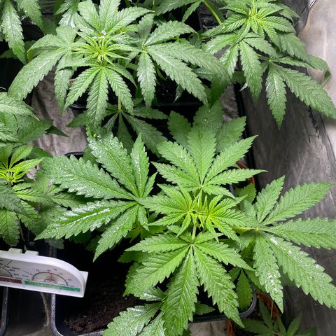 Critical + + growlog timeline photo