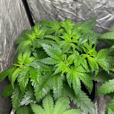 Critical + + growlog timeline photo