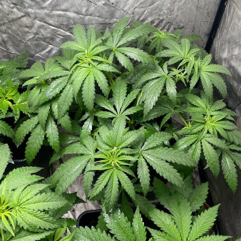 Critical + + growlog timeline photo