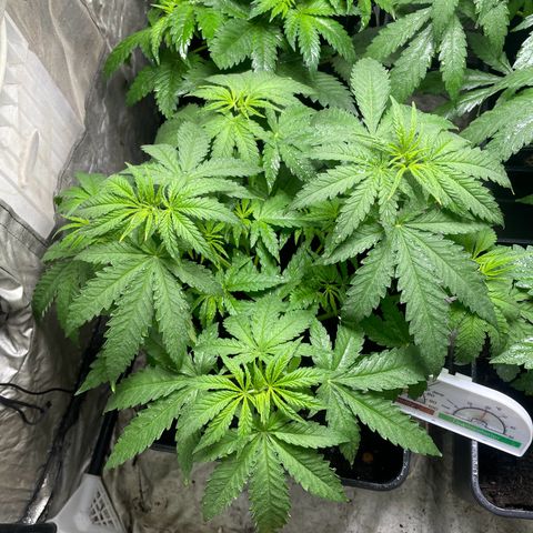 Mega Power Plant growlog timeline photo