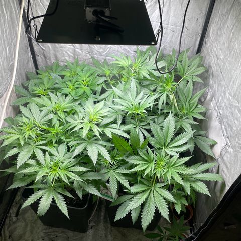 Critical + + growlog timeline photo