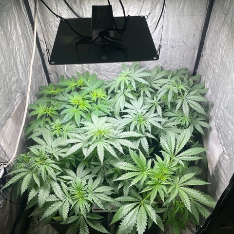 Critical + + growlog timeline photo