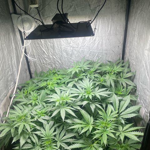 Critical + + growlog timeline photo