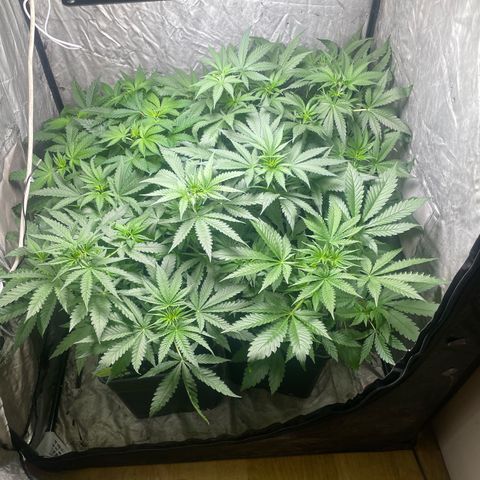 Critical + + growlog timeline photo