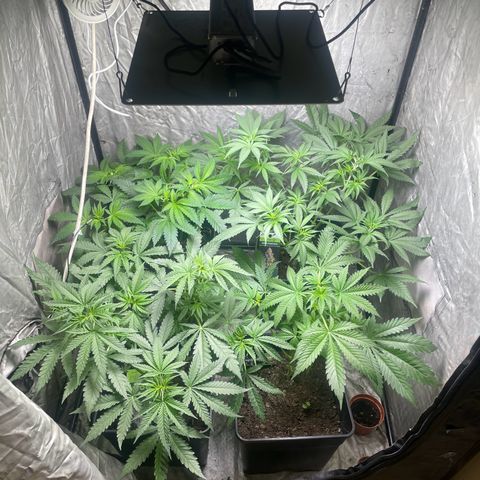 Critical + + growlog photo: Después de poda lollipop 