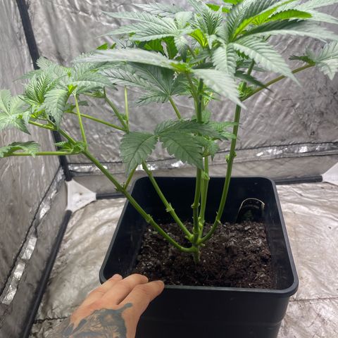 Amnesia Pro growlog timeline photo