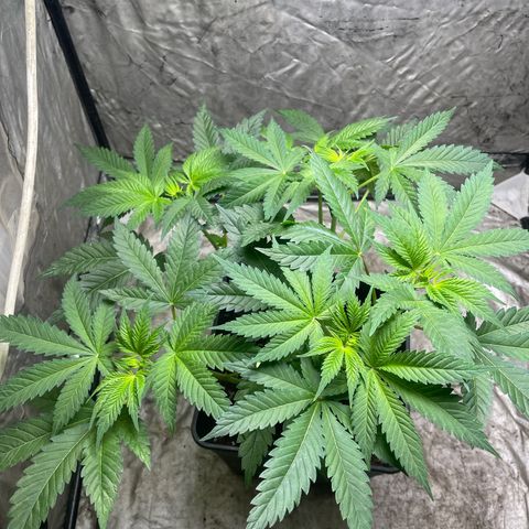 Amnesia Pro growlog timeline photo
