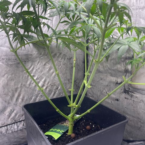 Lemon Cream Kush growlog timeline photo