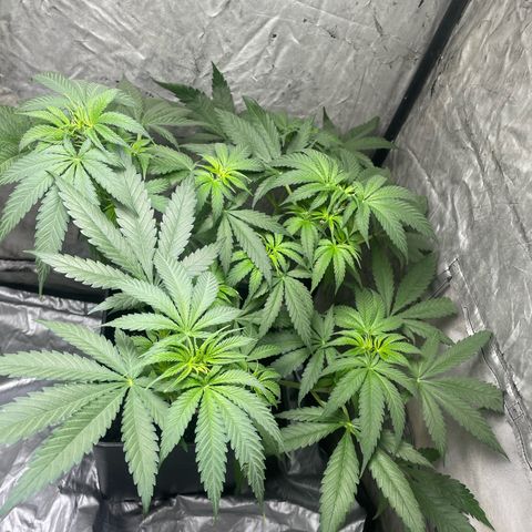Lemon Cream Kush growlog timeline photo