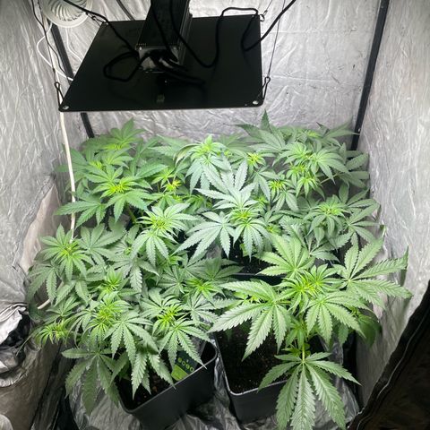 Critical + + growlog timeline photo