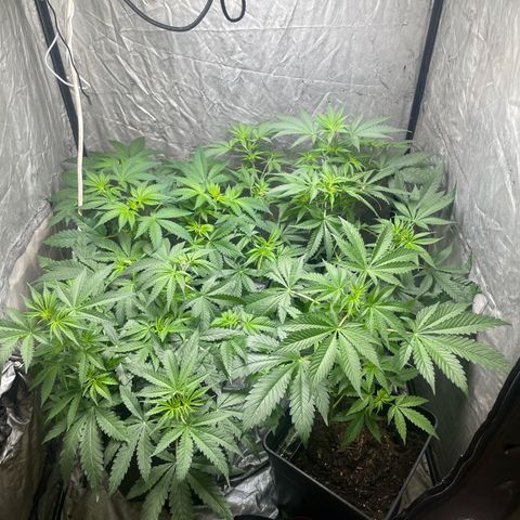 Critical + + growlog photo: Después de mover macetas para un crecimiento parejo