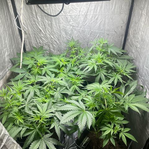Critical + + growlog timeline photo
