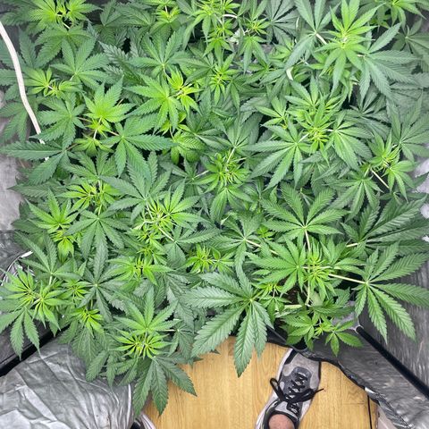 Critical + + growlog timeline photo
