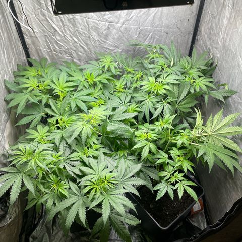 Critical + + growlog timeline photo