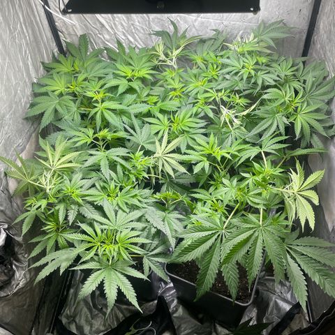 Critical + + growlog photo: Doble las puntas hasta notar un pequeño crujido 