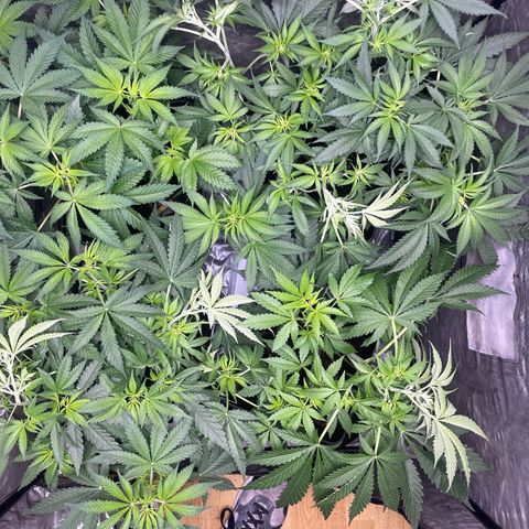 Critical + + growlog photo: Doble las puntas hasta notar un pequeño crujido 
