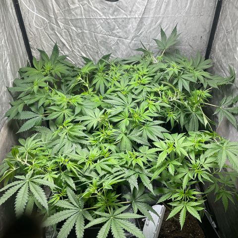 Critical + + growlog timeline photo