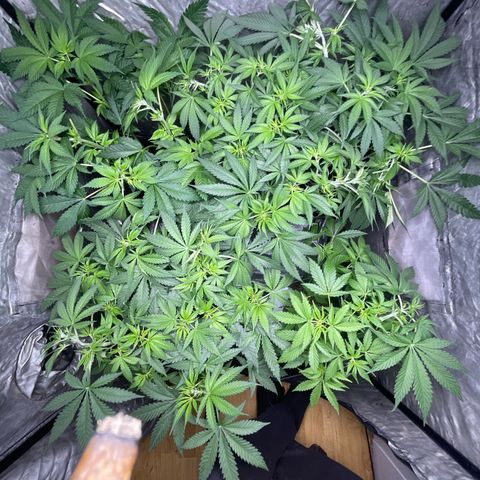 Critical + + growlog timeline photo