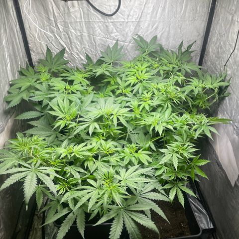 Critical + + growlog timeline photo
