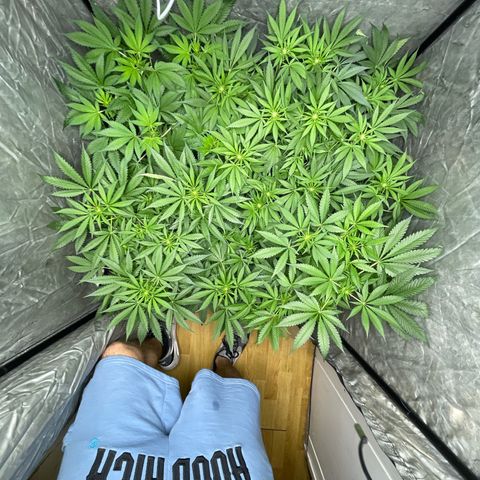 Critical + + growlog timeline photo