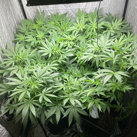 Critical + + growlog timeline photo
