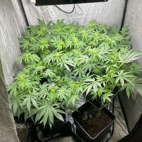 Critical + + growlog timeline photo