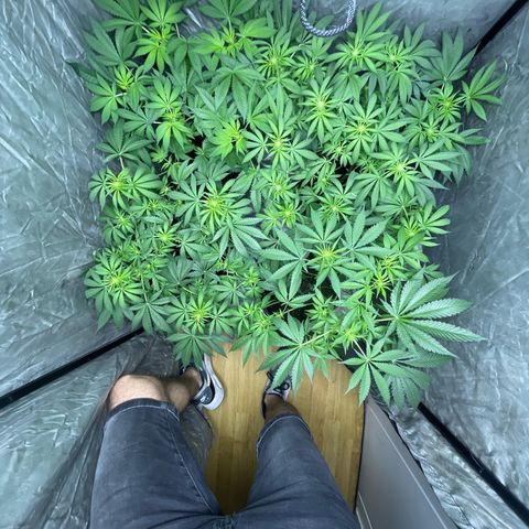 Critical + + growlog timeline photo