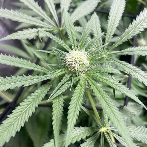 Critical + + growlog timeline photo