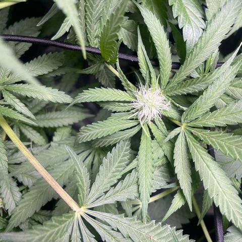Critical + + growlog timeline photo