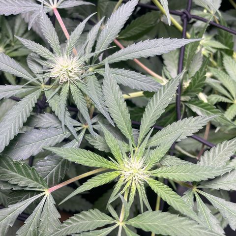 Critical + + growlog timeline photo