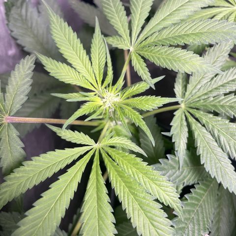 Critical + + growlog timeline photo
