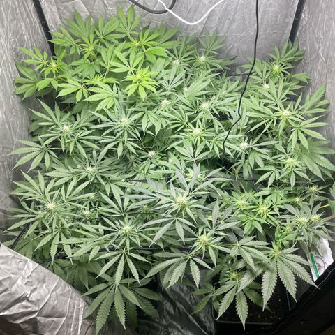 Critical + + growlog timeline photo
