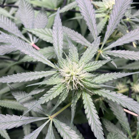 Critical + + growlog timeline photo