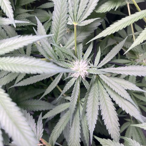 Critical + + growlog timeline photo