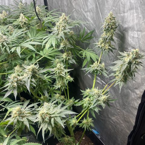 Critical + + growlog timeline photo
