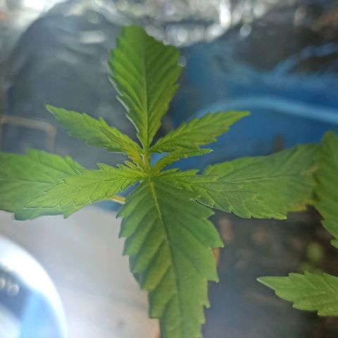 prenseed 2 growlog timeline photo