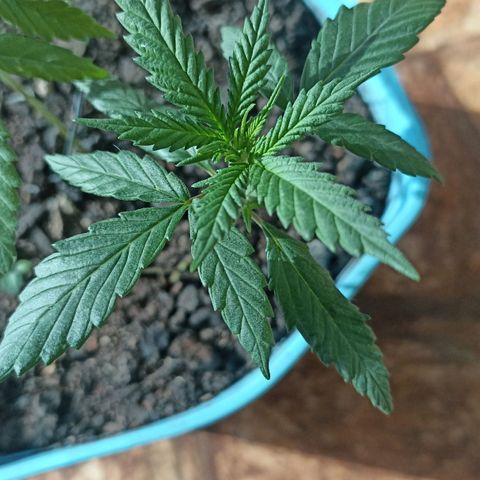 prenseed 2 growlog timeline photo