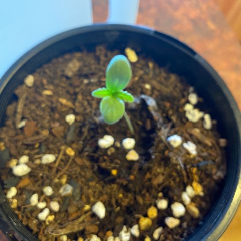 Unknown strain growlog timeline photo