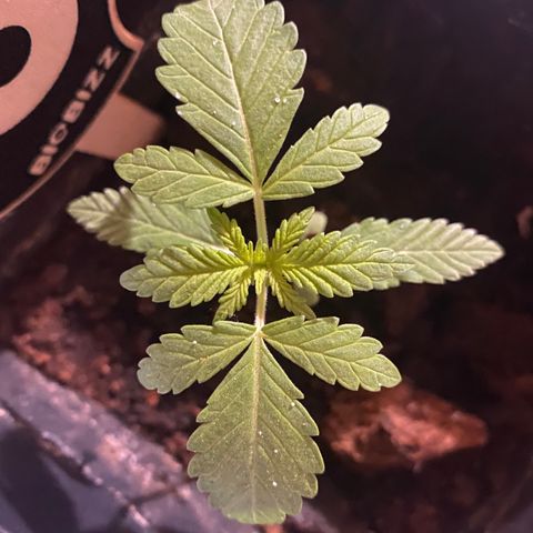 Banana Split growlog timeline photo