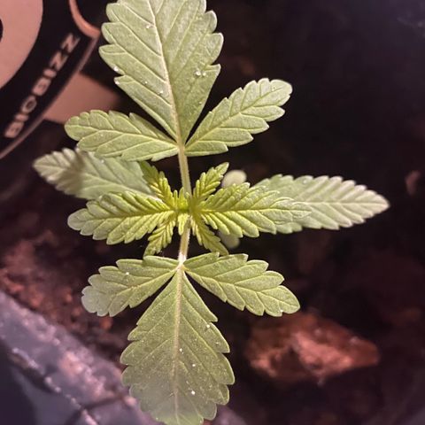 Banana Split growlog timeline photo
