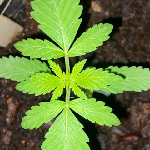 Banana Split growlog timeline photo