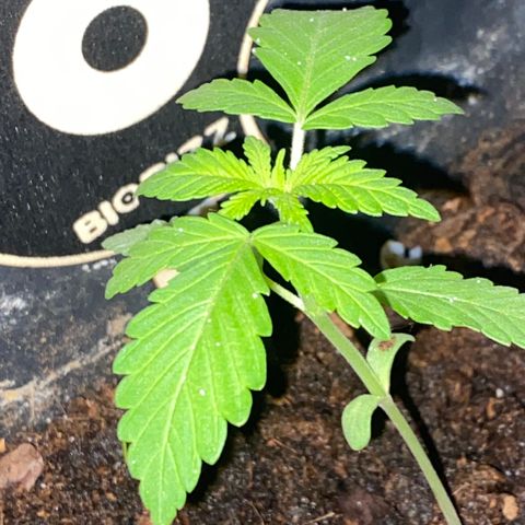Banana Split growlog timeline photo