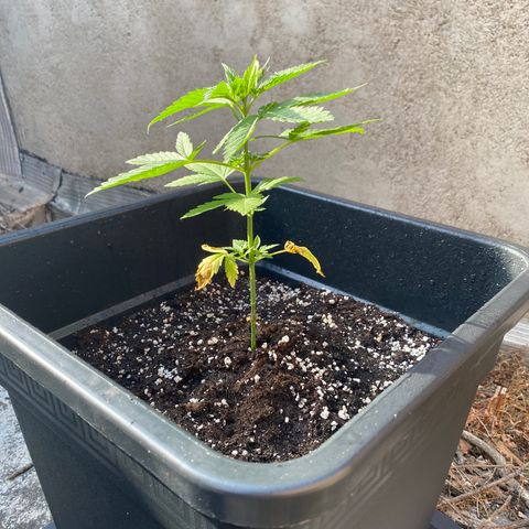 Banana Split growlog timeline photo
